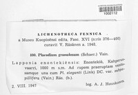 Image of Flavoplaca granulosa